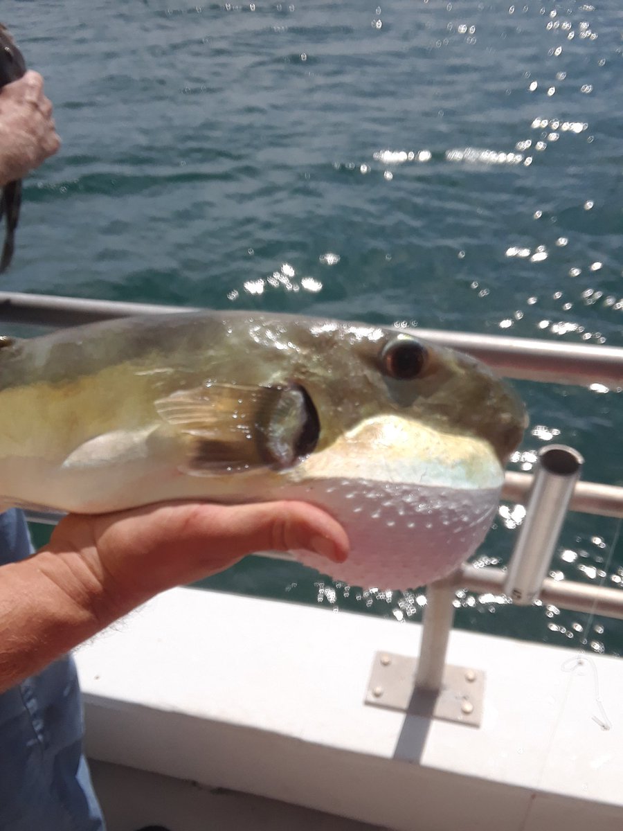 VondakayF's tweet photo. @SpiritFishing https://t.co/v1IWLpT3Jp
