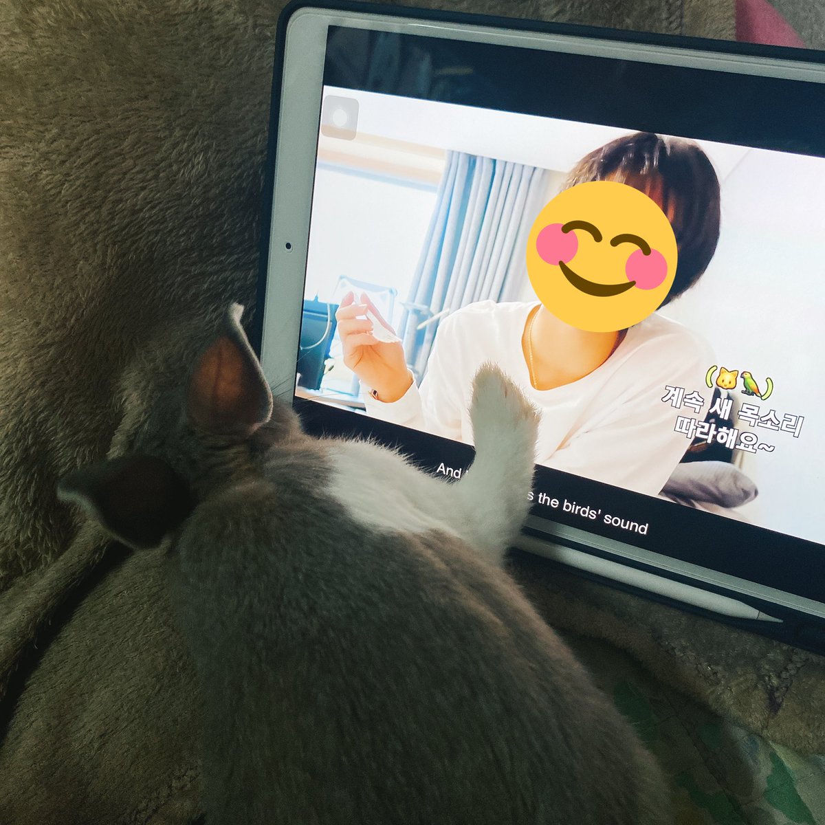 toon0704's tweet image. 😂 Sorry I don’t have cat but she got really concentrated though ✨ 🐰💗#KitTENCamReact