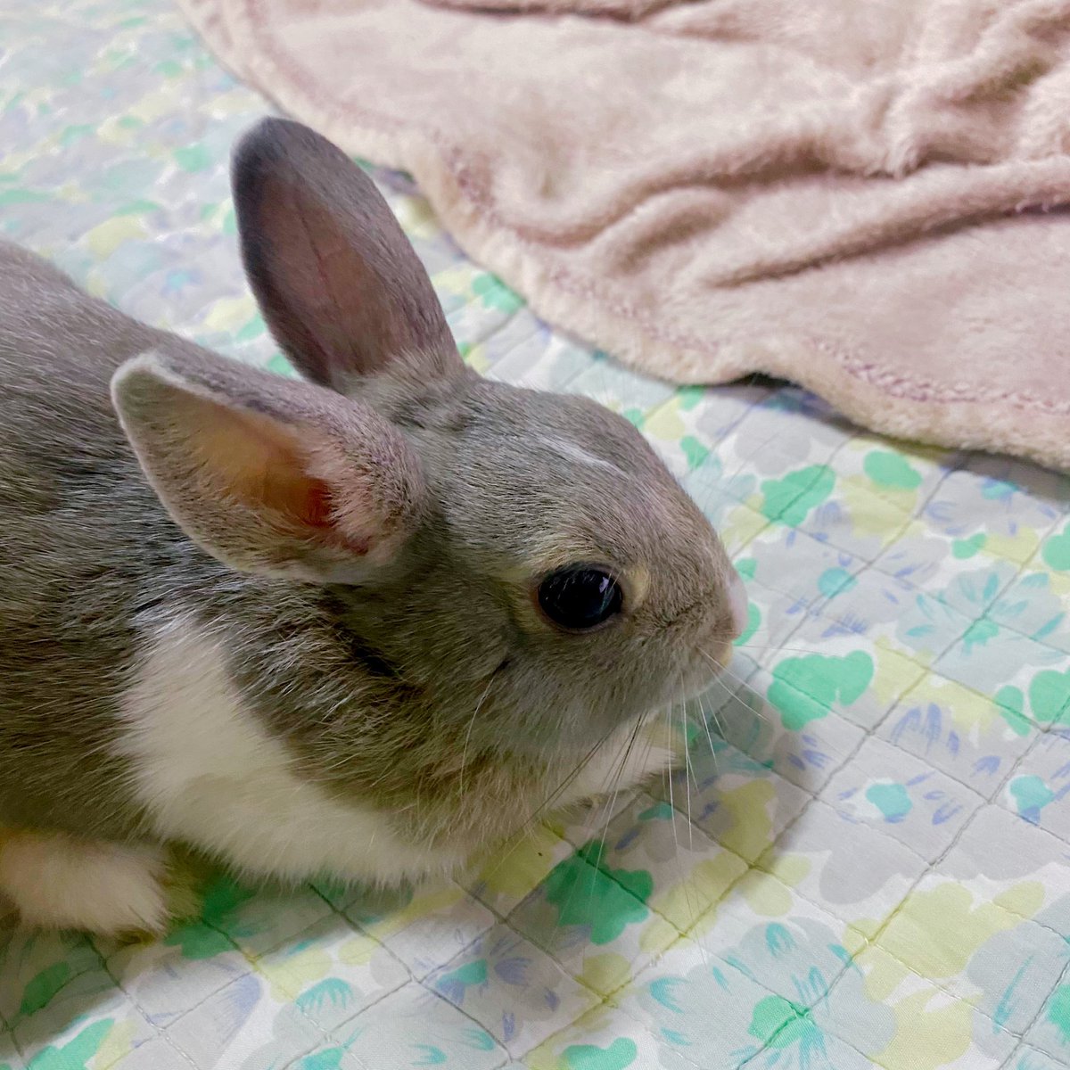 toon0704's tweet image. 😂 Sorry I don’t have cat but she got really concentrated though ✨ 🐰💗#KitTENCamReact