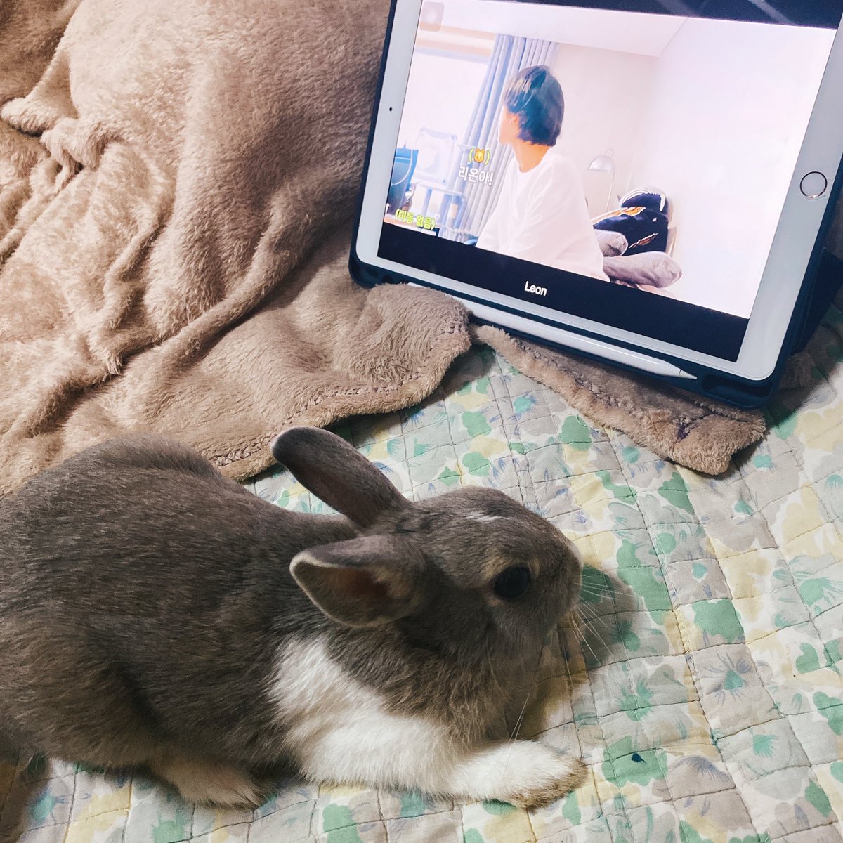 toon0704's tweet image. 😂 Sorry I don’t have cat but she got really concentrated though ✨ 🐰💗#KitTENCamReact