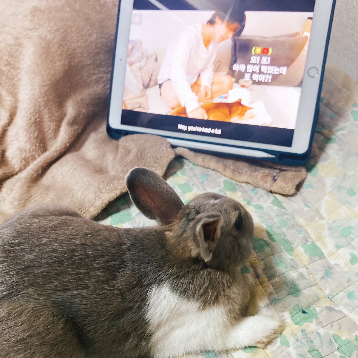 toon0704's tweet image. 😂 Sorry I don’t have cat but she got really concentrated though ✨ 🐰💗#KitTENCamReact