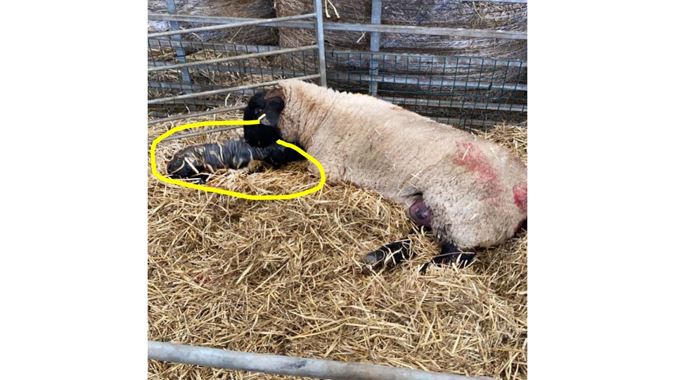 Something to bring a bit more sunshine to this already sunny day here on the Isle of Man, we're pleased to share this pic of our first lamb of the 2021 season, born this morning at Ballakelly Farm. #isleofman #Spring2021