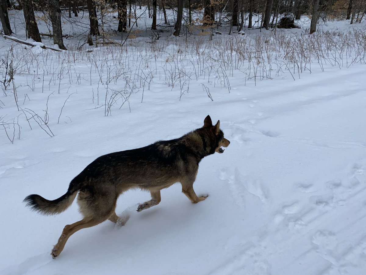 He likes to circle back frequently, get pets, and then go right back out to sniff things. I warn him if he’s getting close to bumping into something, but otherwise, as long as I can see him, he can explore wherever he wants.