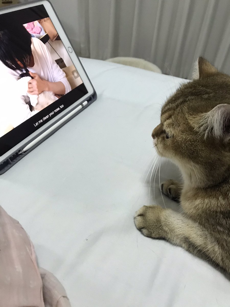 moonsunnim's tweet image. ไหนๆ #KitTENCamReact