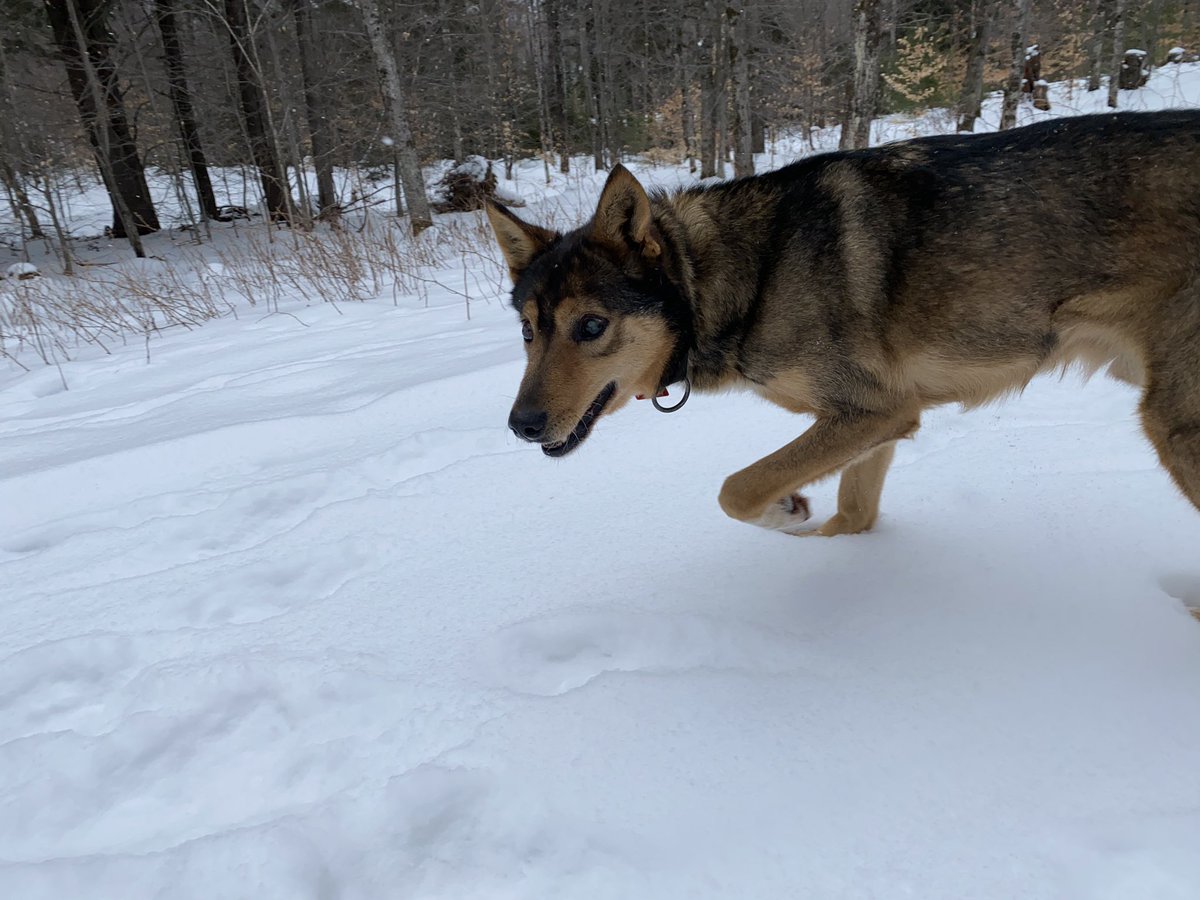 On this walk, Hari really enjoyed playing in the thick powder at the edge of the trail.