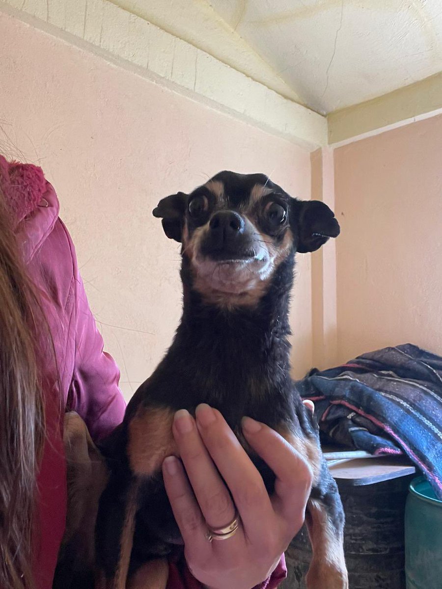 Te animas a adoptar a Benito??