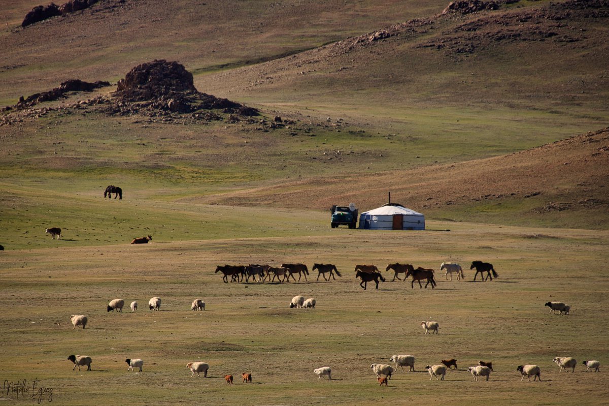 La mort és inherent a la vida, i al món occidental un tema tabú. A Mongòlia em va copsar veure com viuen envoltats de mort i s'accepta amb naturalitat. No fa fàstic, no fa angúnia; els ossos, la sang i les vísceres són elements molt presents. Arriba un nou fil  #pastorsmongolia