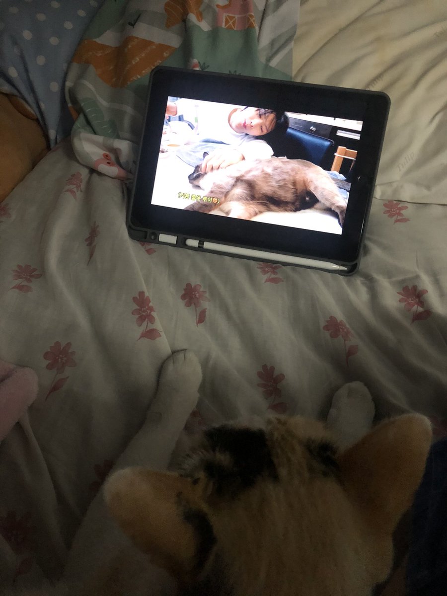 doyoona78's tweet image. #KitTENCamReact น้องชั้น