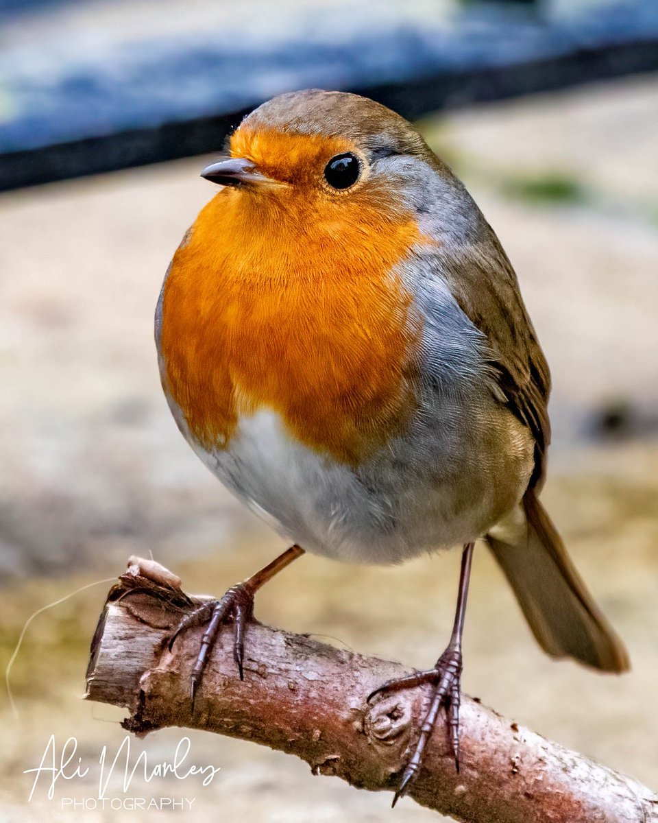 I think this has to be my favourite Robin picture i have took #robinsofinstagram #robin #robinredbreast #whenrobinsappearlostlovedonesarenear #birdonabranch #birdphotograph #birdsofinstagram #birdphotography #wildlife #britishwildlife #bbcwinterwatch #bbcwildlife #rspb