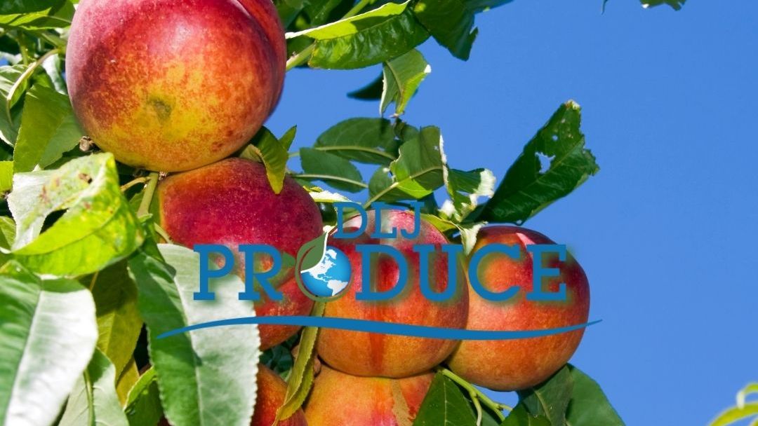 DLJProduce's tweet photo. 'Tis the #season for #treefruits & #freshness.
Check out the variety of #fruits we have available at #DLJ and our #commodity #calendar. https://t.co/GAsKJeSloK https://t.co/XujfVHq3fx