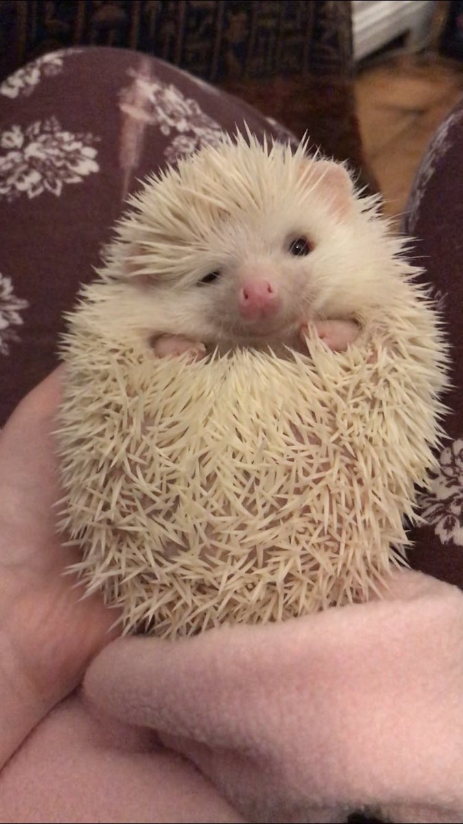 Gila_Green's tweet photo. Academy award for best stunt performed by a hedgehog #MischiefMovieNight @mischiefcomedy https://t.co/AGNMbWT7N0