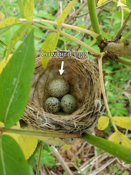 I’m Shelby, a PhD student in  @cowbirdlab. I study vocal defenses hosts use against avian brood parasites (species that lay eggs in other birds’ nests). The parasitic chicks are costly to hosts. However yellow warblers have evolved a seet call that warns of cowbirds  #AnimBehav2021
