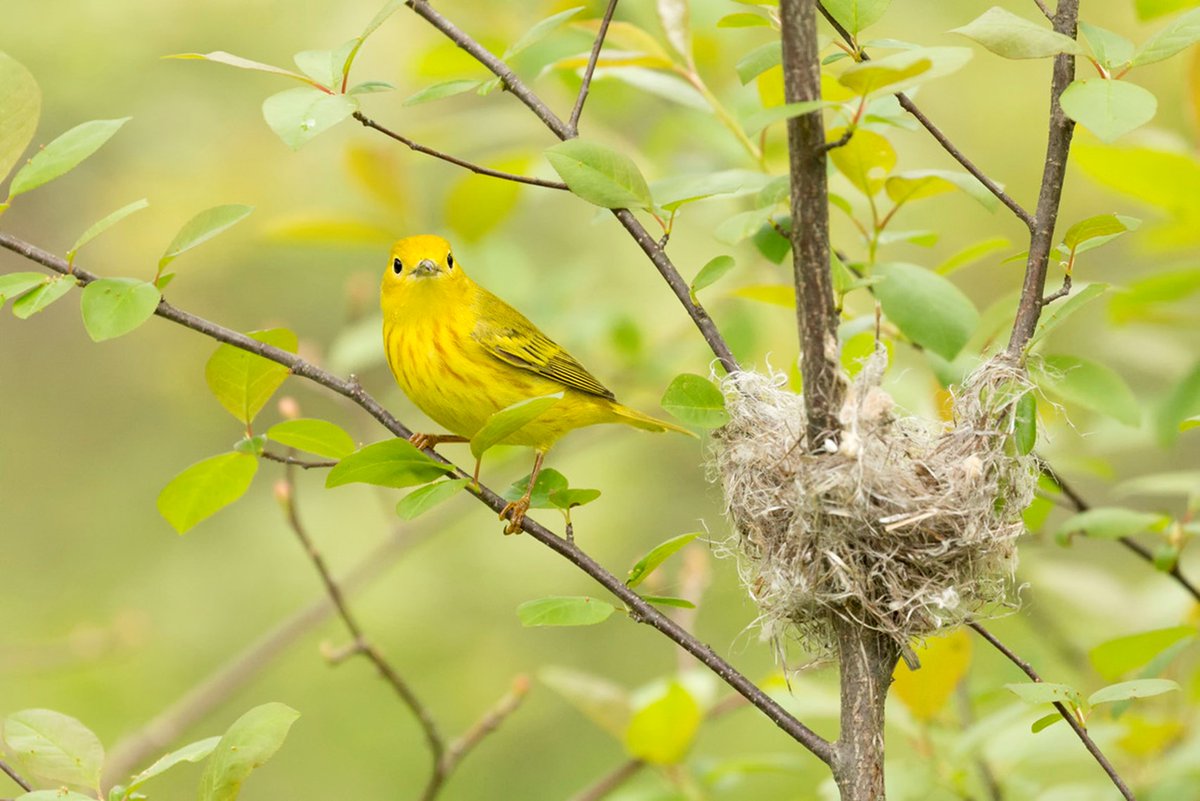 Cowbirds parasitize nests at dawn, so antiparasitic behaviors should extend to this window. Yellow warblers respond to seets with nest sitting throughout the day, but here we show this defensive behavior persists into the next morning when parasitism is most likely  #AnimBehav2021