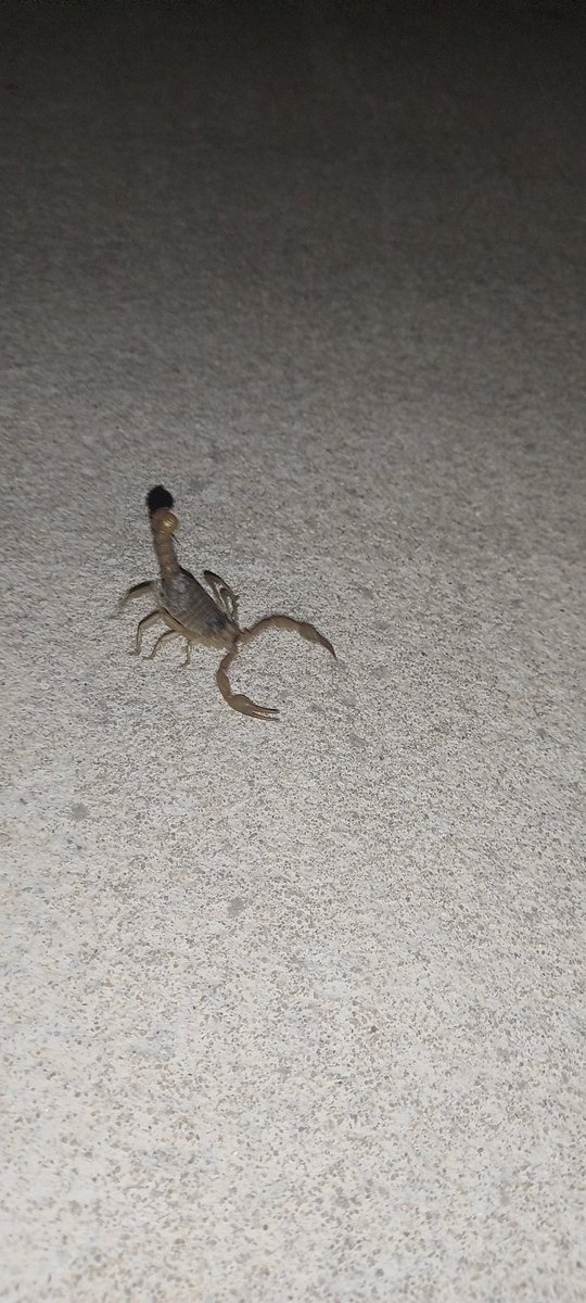 De hoy 💜🧡💙🦂