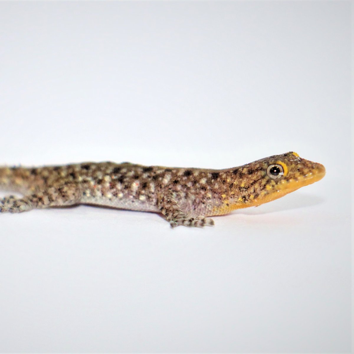 2 Chemical secretions of Mysore day geckos Cnemaspis mysoriensis contain a mixture of compounds, of which, cholesterol and squalene are found only in males. Using this system, we investigated the role of this complex signal in sexual communication in this species  #AnimBehav2021