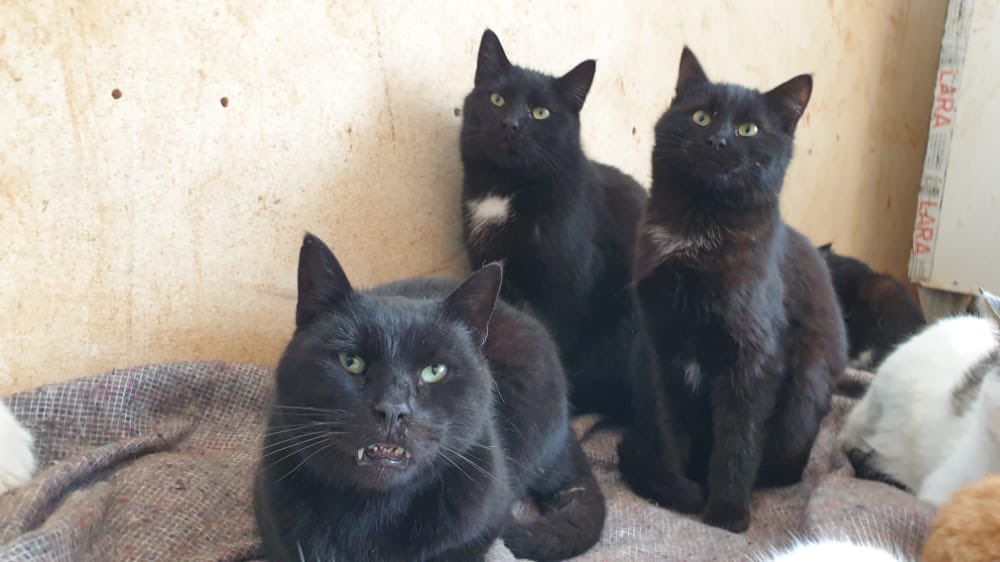 theAleppoCatmen's tweet photo. The Syrian black panthers https://t.co/O33MPRs1G8