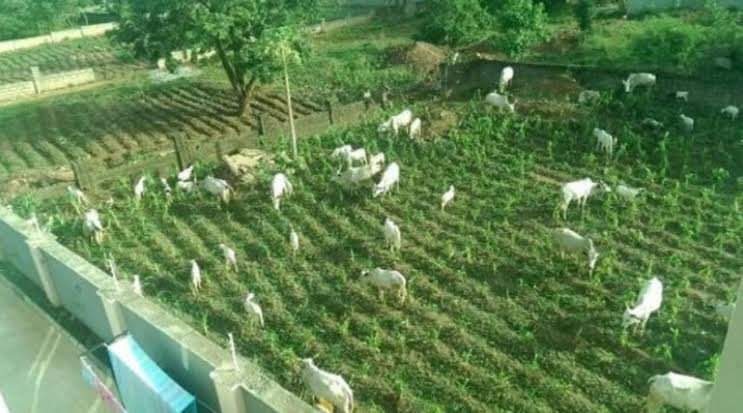 JuliusBolaji1's tweet photo. Entering another person's land and destroying his properties amount to criminal trespass under our laws 

Except you enter the land with cows. Cows give you automatic proprietary rights over other people's property in Nigeria https://t.co/kZVwJwfQHL