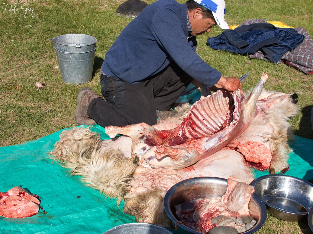 L'estudiant ja ha vist animals solitaris, cadàvers, carcasses buides i sang. Encara l'hi falta veure, per primer cop, que l'animal que sacrifiques és el que menges durant 4 dies. Que no hi ha gresca ni riures en matar-lo, només rapidesa i respecte. Que absolutament s'aprofita tot