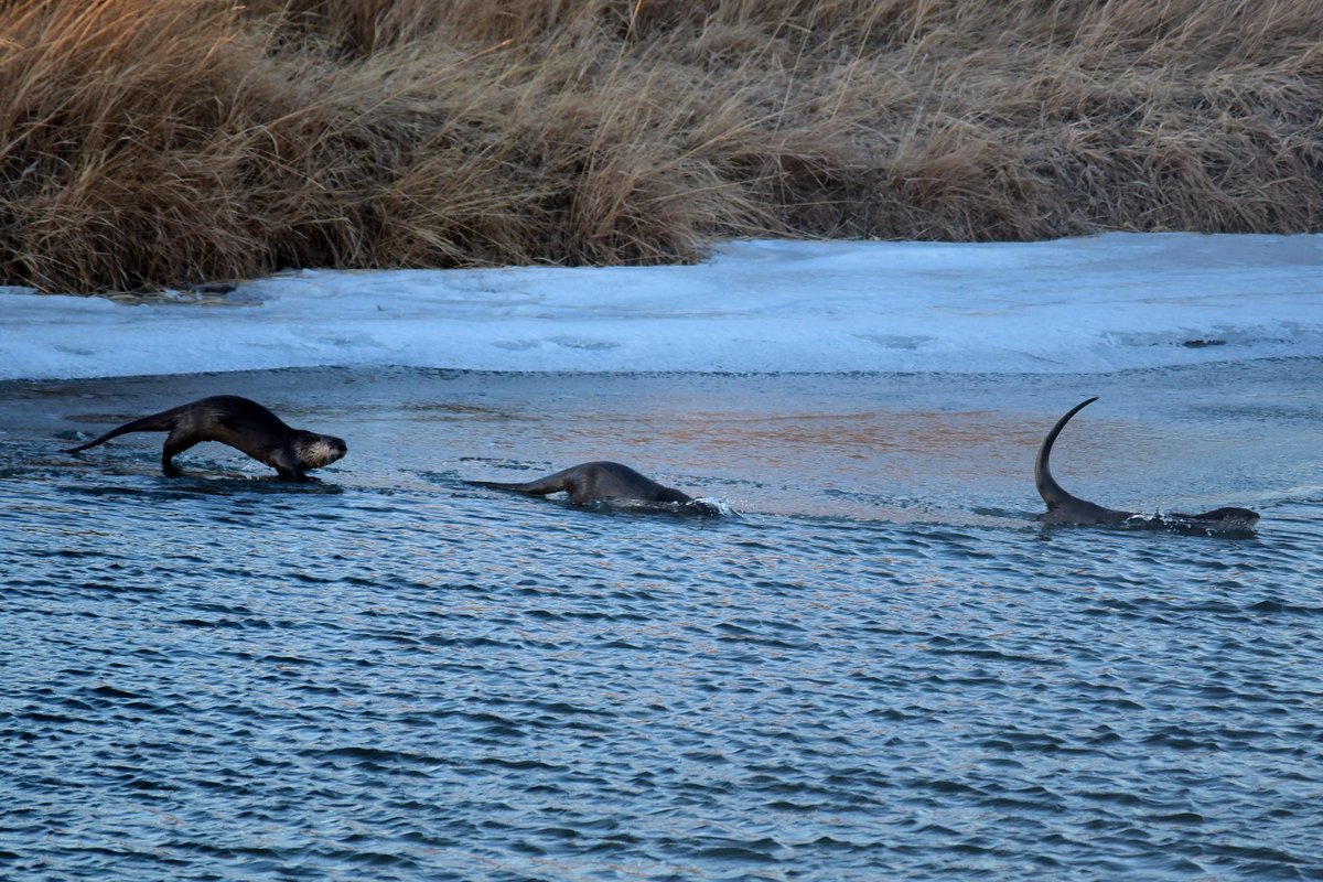 Raise your hand if you’re brave enough to dive into freezing cold water! 🙋 North American river otters have two layers of fur (warm under layer and waterproof outer layer) and two sets of eyelids that allow them to see underwater. Photo:<a href="/USFWS/">U.S. Fish and Wildlife Service</a>