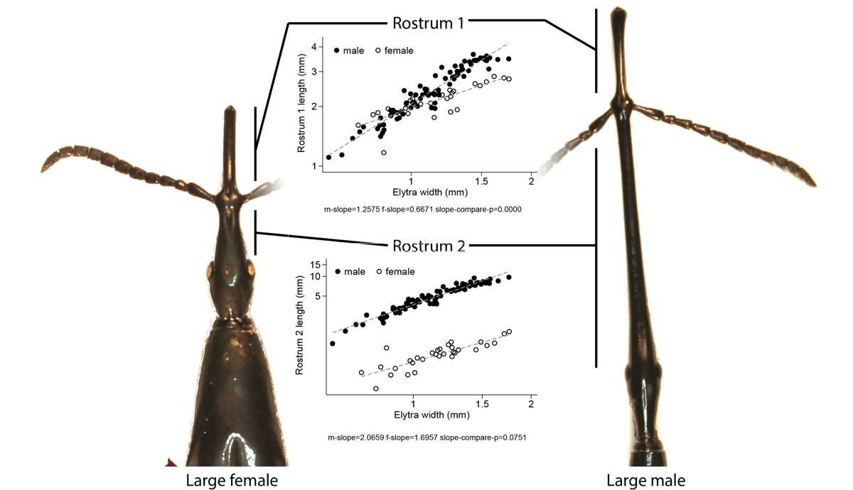 What about females? Females fight too! We found that one part of the female rostrum scales with positive allometry similar to males, but the front part scales with lower allometry; this is used to drill holes to lay eggs and serves a dual function  #Animbehav2021