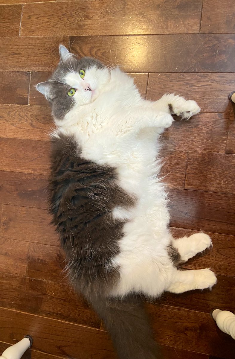 Miranda_BossCat's tweet photo. Waiting for crumbs to drop

#HelperCat https://t.co/Q9QTE1Y9Mv