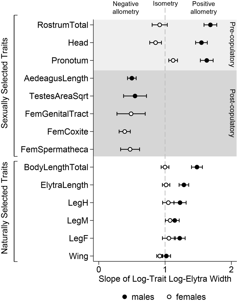 We found that large males have disproportionately larger weapons and disproportionately smaller post-copulatory traits. Males also had slight positive allometry of legs compared to similarly-sized females, perhaps to support their massive weapons  #Animbehav2021
