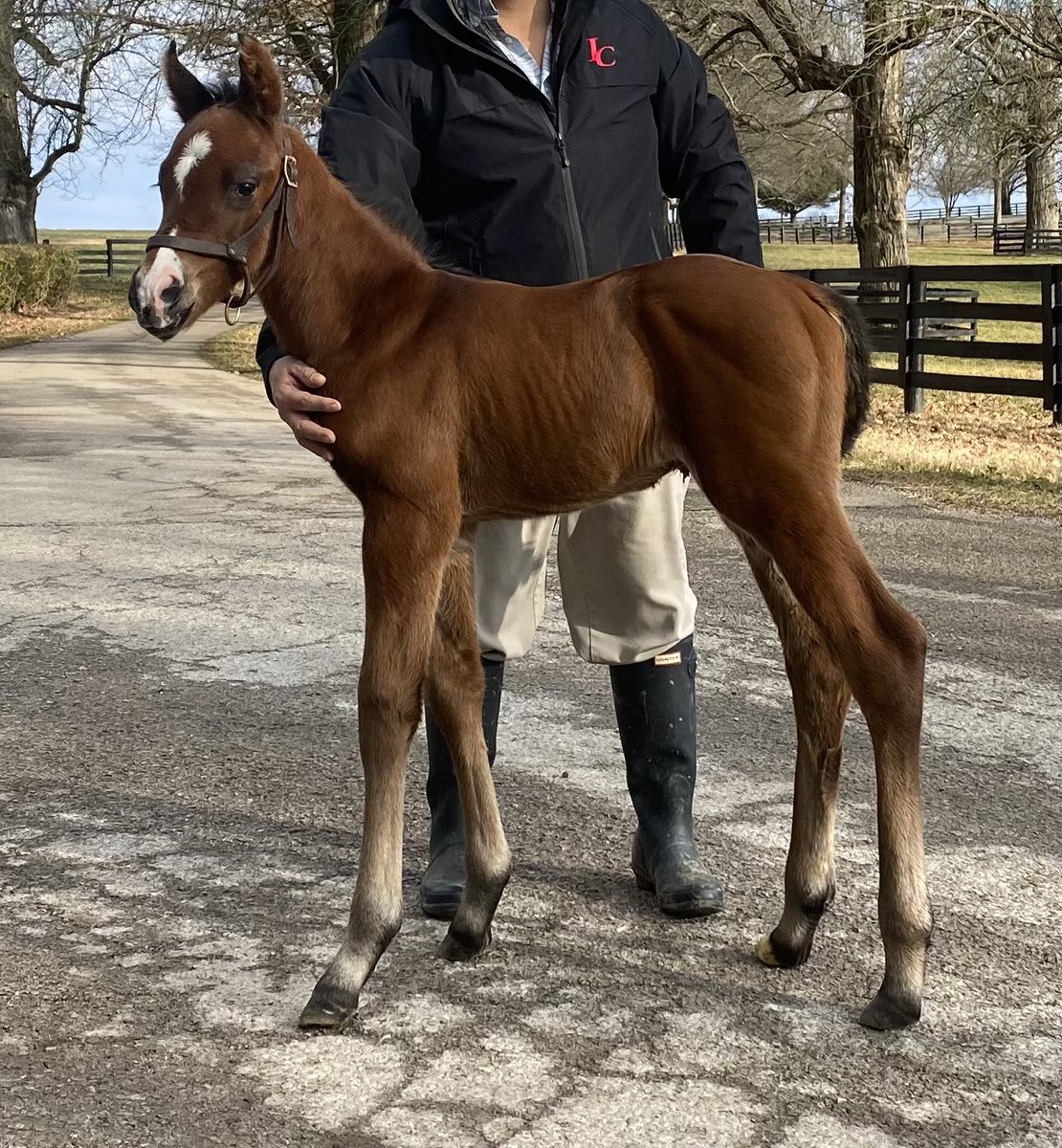 It’s a colt! Meet our newest foal by War Front out of our mare, Seek and Destroy. This little guy is a couple of days old and foaled last Sunday. #foalingseason