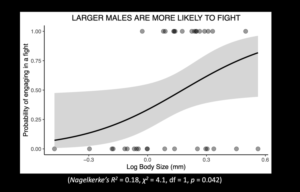 Do large & small males behave differently? In standardized fight trials, we size-matched 2 males and placed them with a female. Large males were more likely to interact & fight with each other, but both large and small males had equal probability of mating  #Animbehav2021