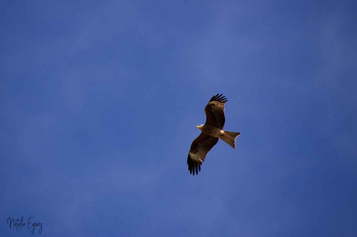 Perquè després venen altres animals que també viuen allà i el cicle es tanca. Penseu que és una societat budista. Alguns estudiant ja entenen que la vida i la mort és un cicle i que hi ha llocs i cultures on no s'oposen els termes, sinó que un segueix l'altre en l'infinit.