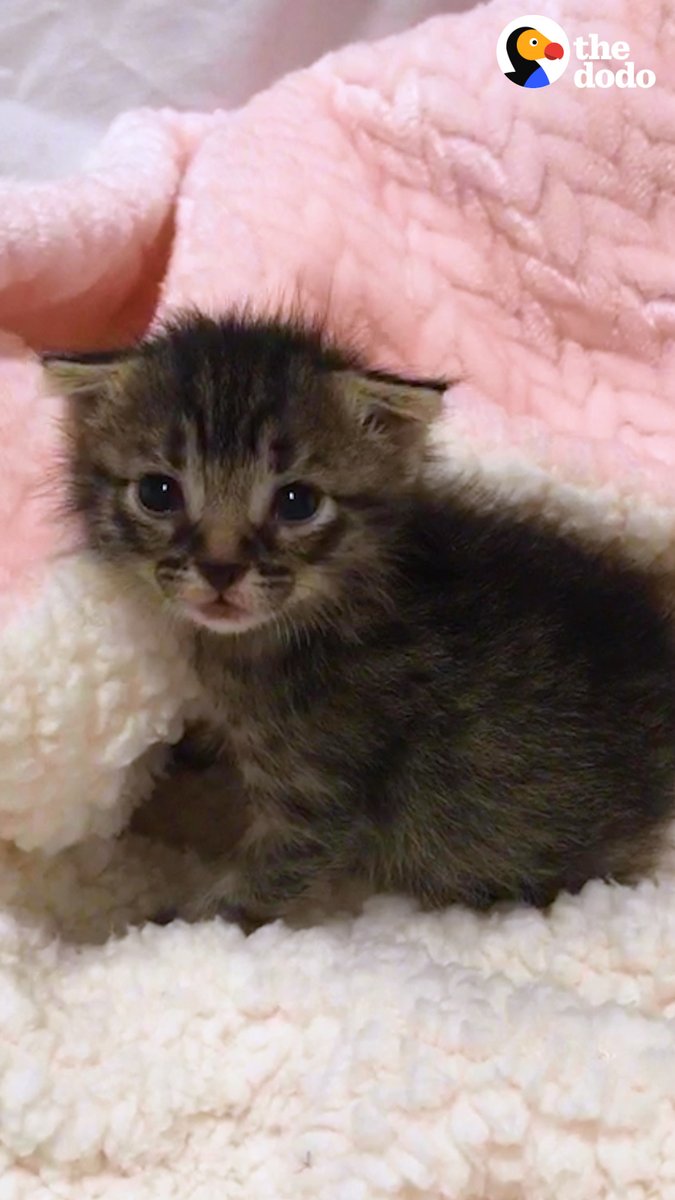 Woman Who Loves To Travel Adopts A Kitten Who Feels The Same Way