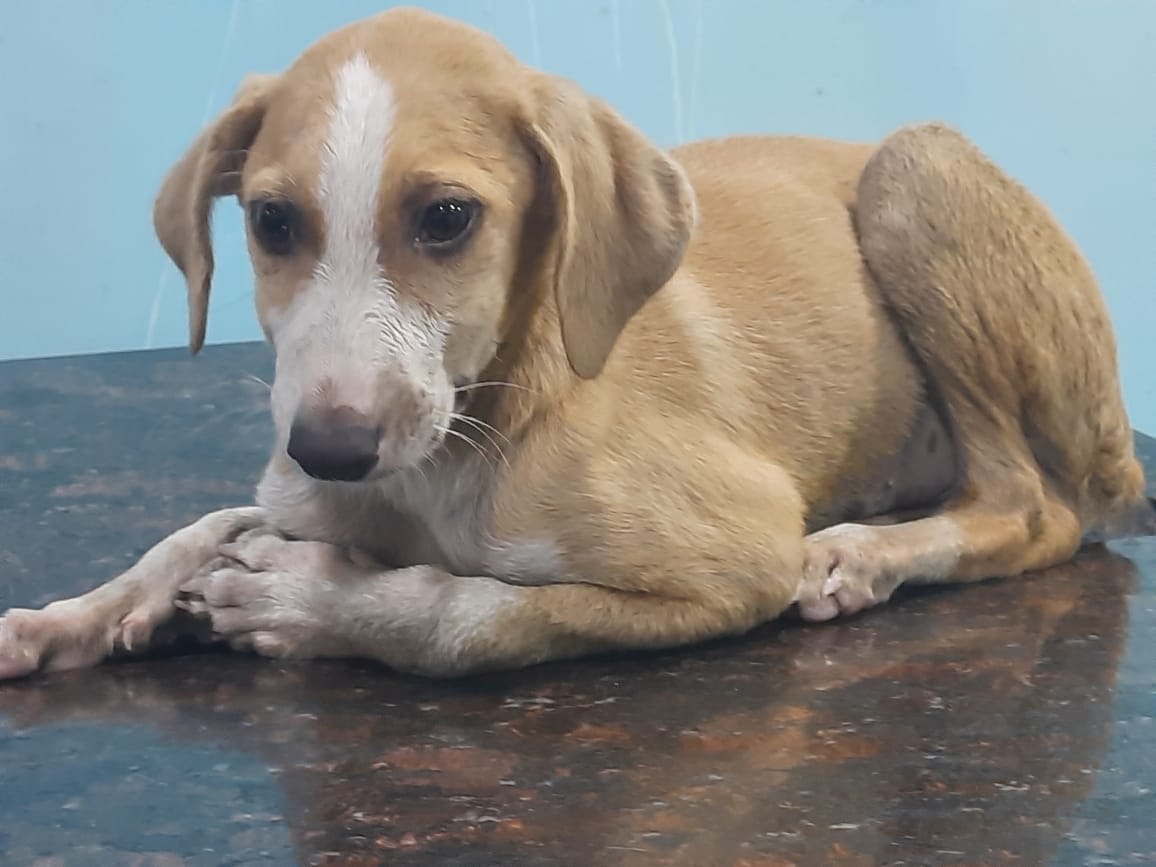 prcf_india's tweet photo. This is Snow. He was rescued on 20th January from the streets of Mumbai.Snow is suffering from Gastroenteritis, a condition that causes inflammation of the gastrointestinal tract.
Snow cannot eat or drink. He is vomiting blood and passing a bloody stool as well.
#dogsoftwitter https://t.co/bmwOUT8eAP