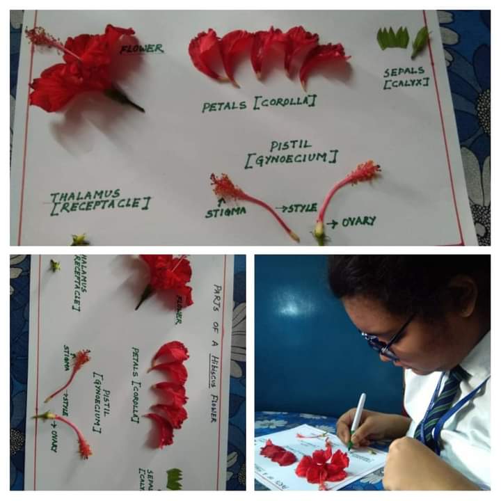 Saini International School Maheshtala Tren Twitter Science Is All Around Us And Kids Can Pick Up Science Concepts From Their Everyday Activities Students Of Class 7b Prepared A Project Where They Dissected