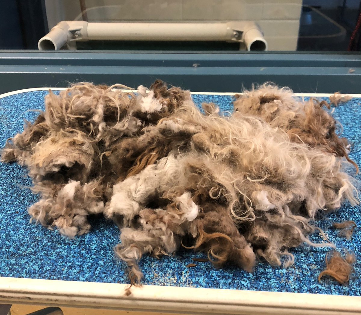 NapaShelter's tweet photo. SPECIAL NEEDS DOG!
Royal is available for adoption, she is a loving 4 year old poodle. She has modulating motor impulses with her front legs. She came to us a hot mess (second photo all the hair we cut off) and is now a "Royal" princess.
#adoptdontshop #friendsofnapaanimals https://t.co/PcMVxg5ppo