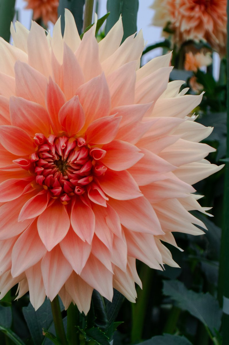 llevelogd's tweet photo. Bored of being bored?
Why not add thoughts of summer colour to your mind. Dahlias are a great way to do this and come in all shapes and colours. 
Feel free to get in touch if you'd like some advice on what to order. 
#planting #dahliaseason #gardendesign https://t.co/y4CuF6cdcn