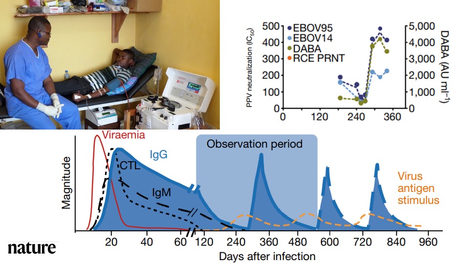 ProfCalumSemple's tweet photo. Antibodies periodically wax and wane in survivors of Ebola. Published in @nature Adaken et al.  Ebola virus antibody decay–stimulation in a high proportion of survivors @LivUni @livuniHLS @LivUni_IVES  https://t.co/OHFMl7OUEw https://t.co/lTo8oBnUXl
