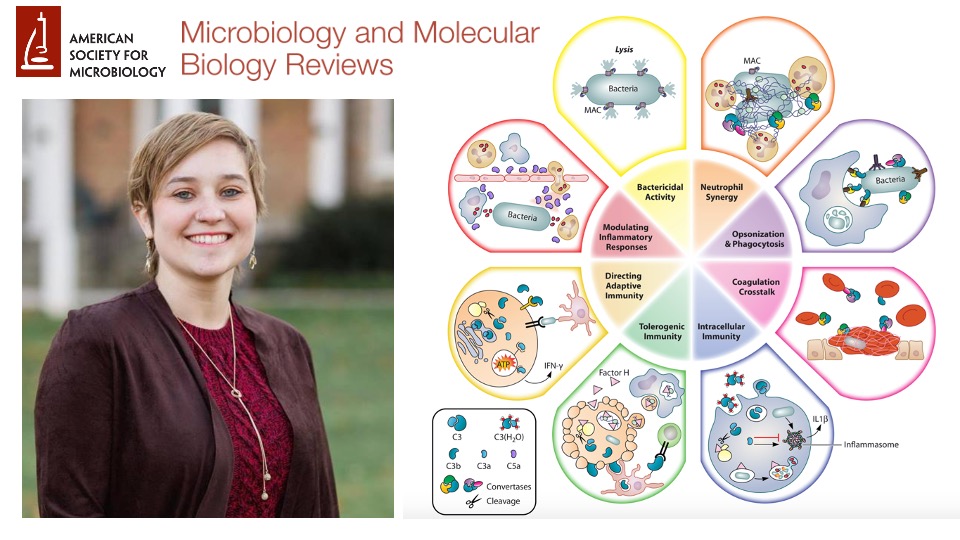 ᐯIᑕTOᖇ ᑎIᘔET (@victornizet) on Twitter photo Pleased to share our review "More than a Pore: Nonlytic Antimicrobial Functions of Complement and Bacterial Strategies for Evasion" in <a href="/ASMicrobiology/">ASM</a> #MMBRJournal by a great postdoc scientist (and artist) <a href="/elisabetbjanes/">Elisabet Bjanes</a> — PhD <a href="/PennMicro/">Penn Microbiology</a> w/ <a href="/BrodskyIgor/">Igor Brodsky</a>
mmbr.asm.org/content/85/1/e… Pleased to share our review "More than a Pore: Nonlytic Antimicrobial Functions of Complement and Bacterial Strategies for Evasion" in <a href="/ASMicrobiology/">ASM</a> #MMBRJournal by a great postdoc scientist (and artist) <a href="/elisabetbjanes/">Elisabet Bjanes</a> — PhD <a href="/PennMicro/">Penn Microbiology</a> w/ <a href="/BrodskyIgor/">Igor Brodsky</a>
mmbr.asm.org/content/85/1/e…