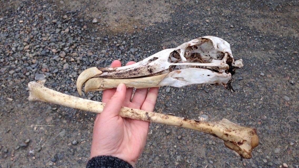 Yara_Haridy's tweet photo. Oh my what is this?! 💀✨
#GuessTheSkull is back on a normal schedule?! It can't be. 

This is the Twitter #SciCommGame where I show you a #Skull and you guess the animal, if you don't know just wing it!  

Todays skull provided by the awesome @_erikaroper https://t.co/Anfp5MrZHg