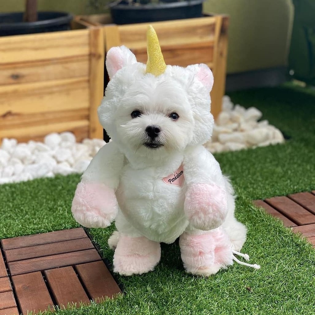 pandaloonstore's tweet photo. Unicorn are rare to find and so are puppy-corns! ❤🦄 Thank you @extrasofttofu for sharing your cuteness in your Pandaloon costume. 😊
.
.
.
#Pandaloon #maltesepuppy #unicorncostume #teacup #smalldog https://t.co/2fUhTDYqcY https://t.co/X9NRr1Vcsl