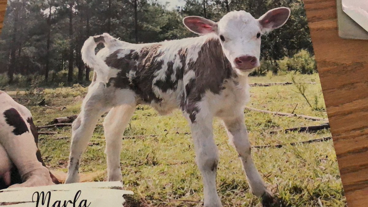 Ms. Byrd tweet media