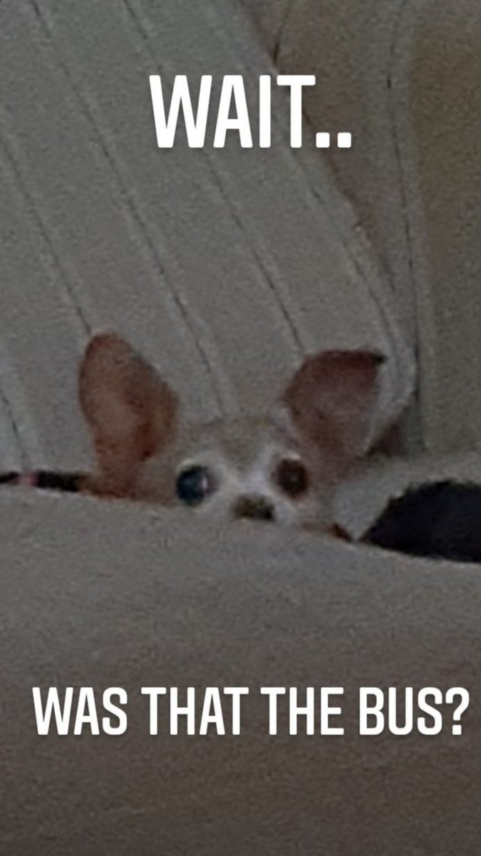 Once in a life time dog moment...