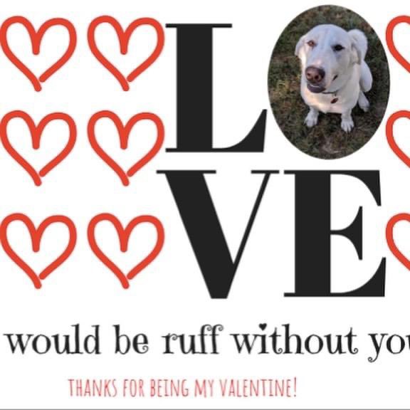 TNProverbs1210's tweet photo. Valentine’s Day is drawing near! Laurel and Leaf is an amazing florist in the Nashville area. They have a heart for animals! You can call and order a card to be sent anywhere in the country or you can go by their shop. Proceeds from the cards go to us. Please share!
#HelpAnAnimal https://t.co/yymwxc49X6