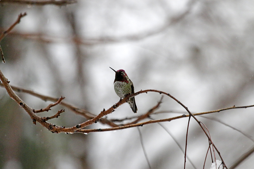 EthoEnvi's tweet photo. The #Redding #birds seemed a bit grumpy this morning. https://t.co/jnJIu58Cuu