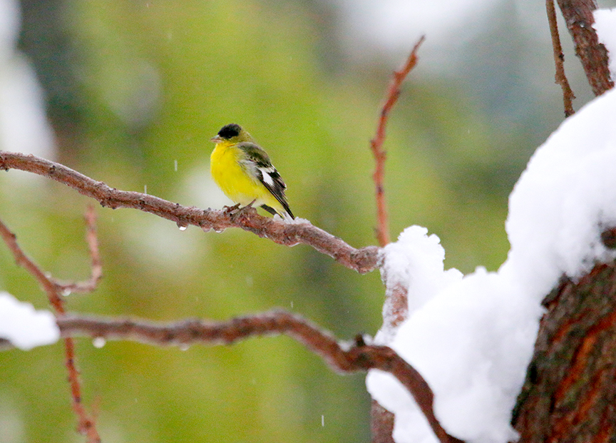 EthoEnvi's tweet photo. The #Redding #birds seemed a bit grumpy this morning. https://t.co/jnJIu58Cuu