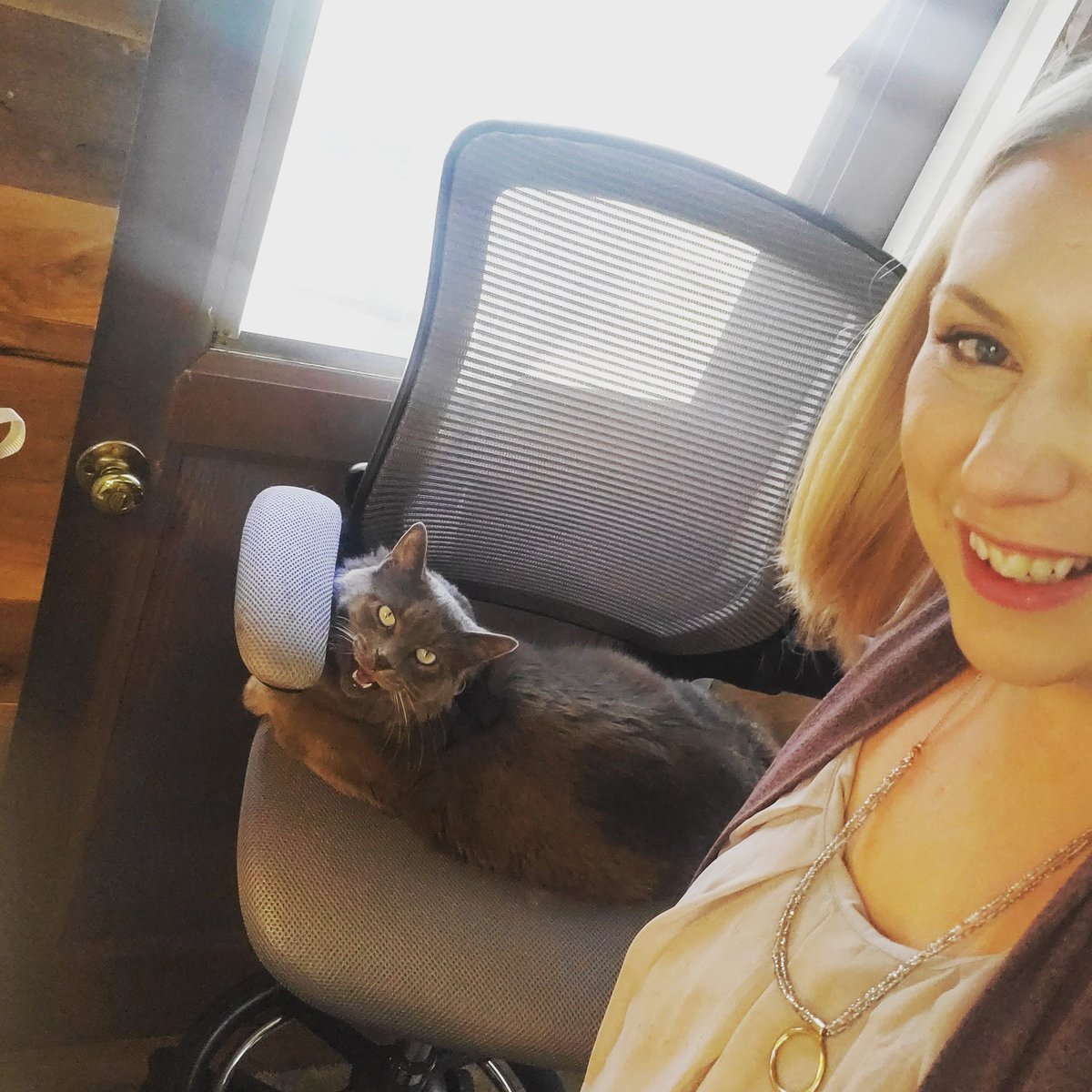 tchrevans's tweet photo. When your cat steals your chair while you're teaching from home to watch the birds, you can't be too mad 🤷‍♀️ #distancelearning #workingfromhome https://t.co/ebL6a3DSRA