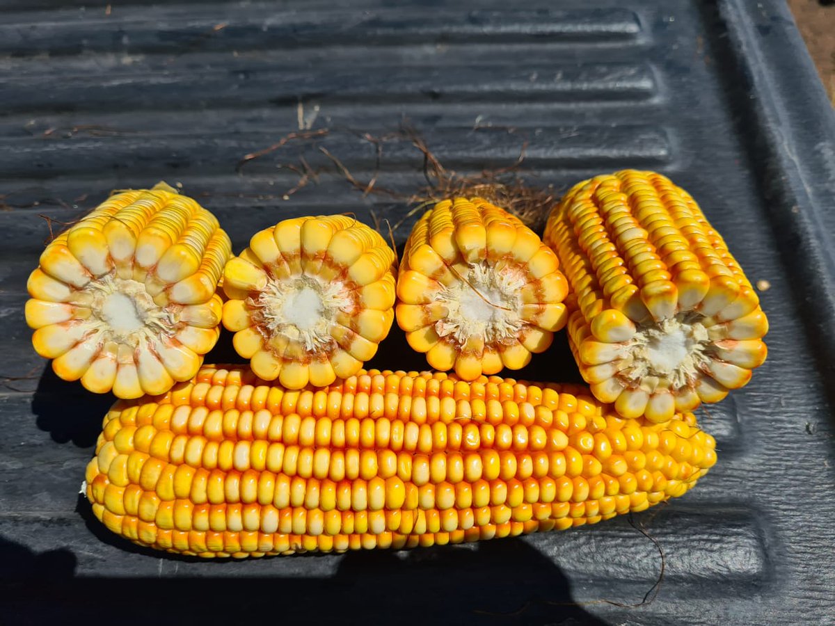 Sem_Illinois's tweet photo. Excelentes #MaícesIllinois en La niña 9 de julio
1) 📸#I695MG 🌽👏
2) 📸Híbridos de Izquierda a Derecha
#I799
#I797
#I695
#i775
#I550
@YPFAgro @GuazzaroniGreco
@paz_tonelli https://t.co/osmCF5CEMX