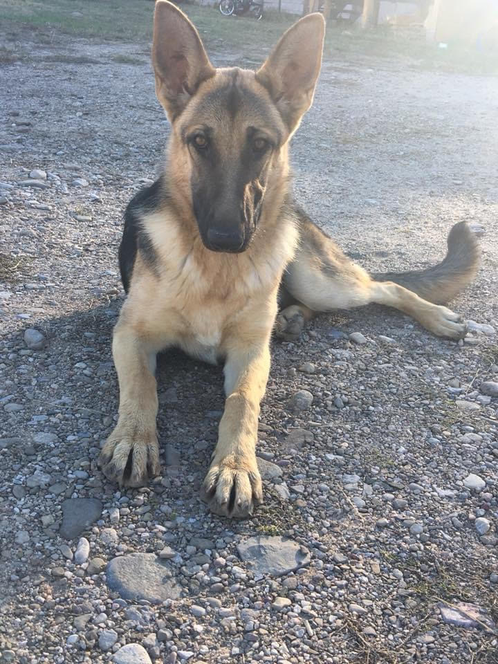 TrapFreeNM's tweet photo. 1/5 Here's the latest horrific story:
Ceniza, a strong &amp; smart German Shepherd was found dragging her back legs, eyes bloodshot &amp; bulging, &amp; gasping for air with a neck snare strangling her. The dog had been on BLM land near Dixon, #NewMexico &amp; was missing all night. https://t.co/xurUFxX3We