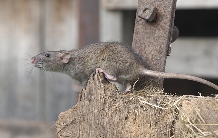 Quik_Kill's tweet photo. Think twice before you write rats off this winter! Learn more about seasonal and year-round protection below. https://t.co/gwjSLIT8XP #rodents #rodentcontrol #rodentfreehome #rodentfreewinter https://t.co/d3eE20TmqL