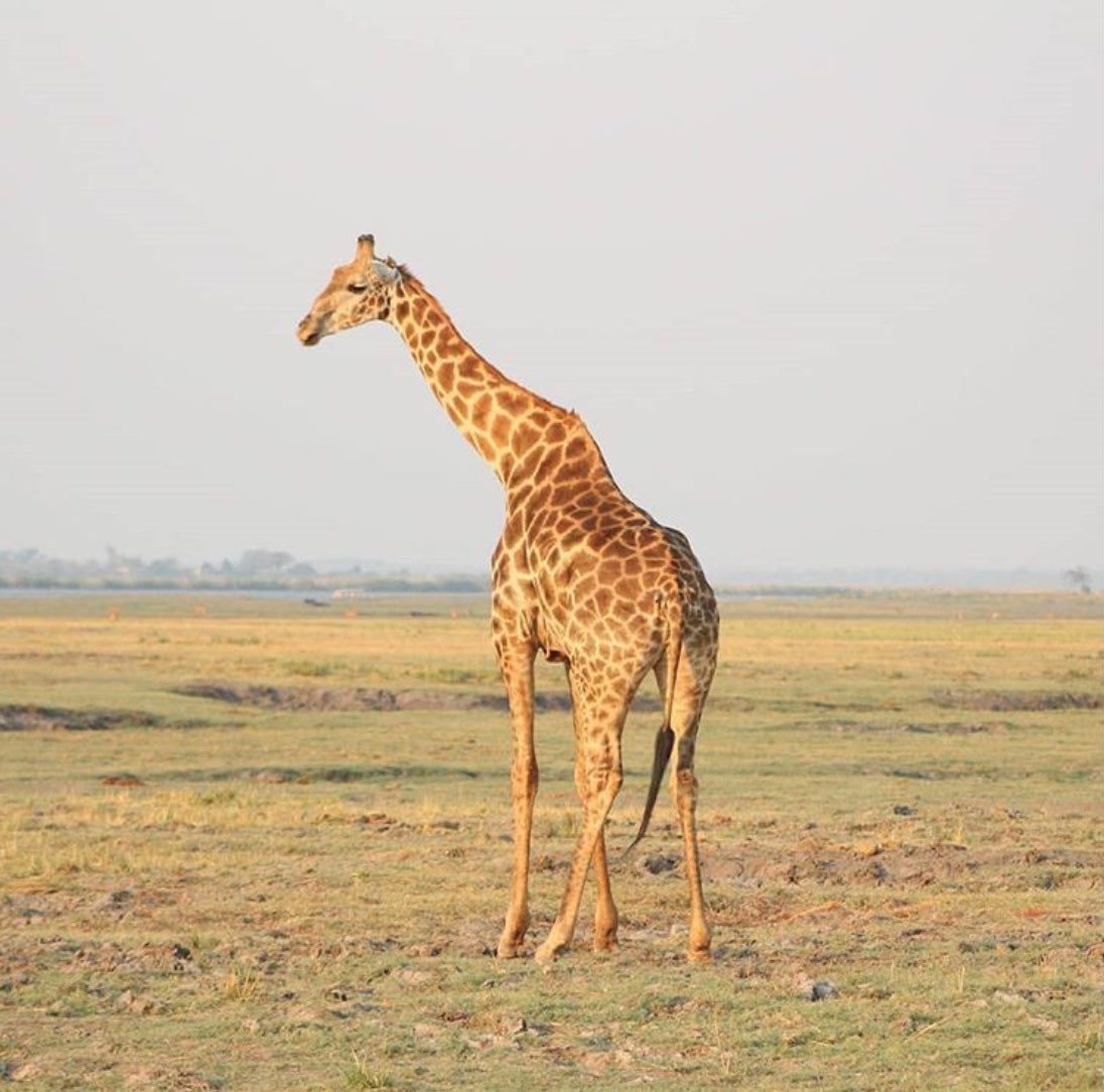 Voting is open! Someone is going to WIN an Apple Watch. Do you love #Elephants? Half of our #LionWorldTales contest finalists feature elephants. Some of the 12 potential winners are featured in this post, click to vote! lionworldtravel.com/news/lionworld…