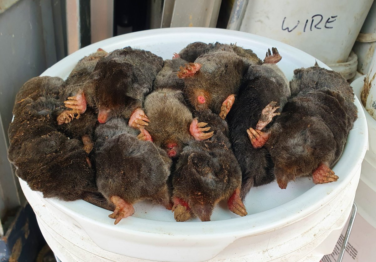 ianthemoleman1's tweet image. The bad weather has brought the moles out.
#molecatcher #pestcontrol #vermincontrol