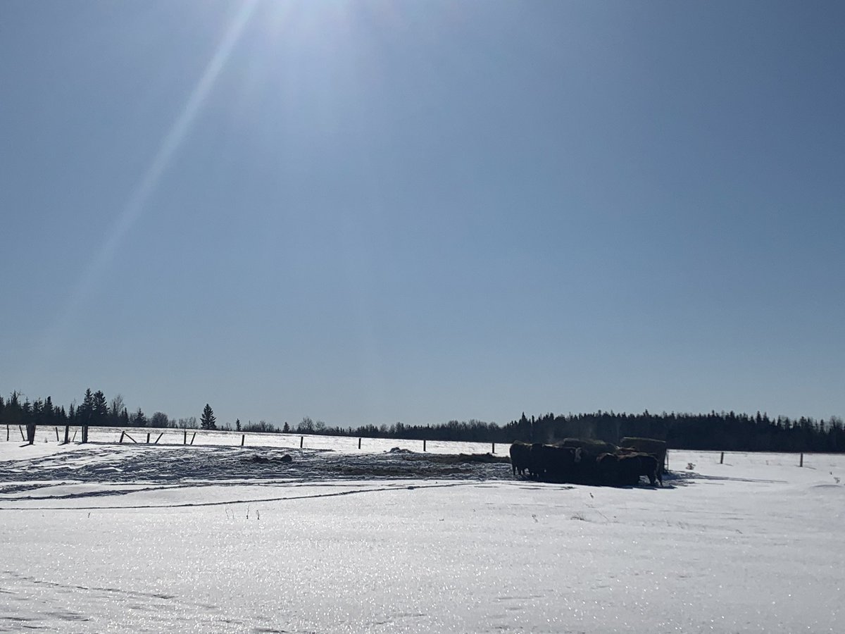drstaceyangus's tweet image. The kids are wishing the school bus wasn’t cancelled today due to the cold weather! Many hands make light work. #farmkids #freshsheets